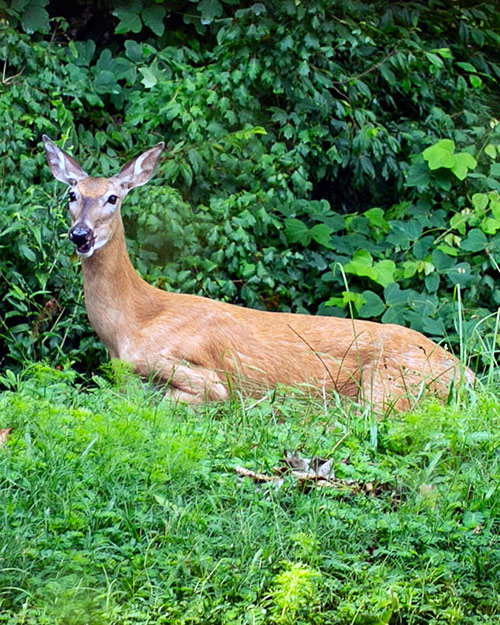 Animal Photography