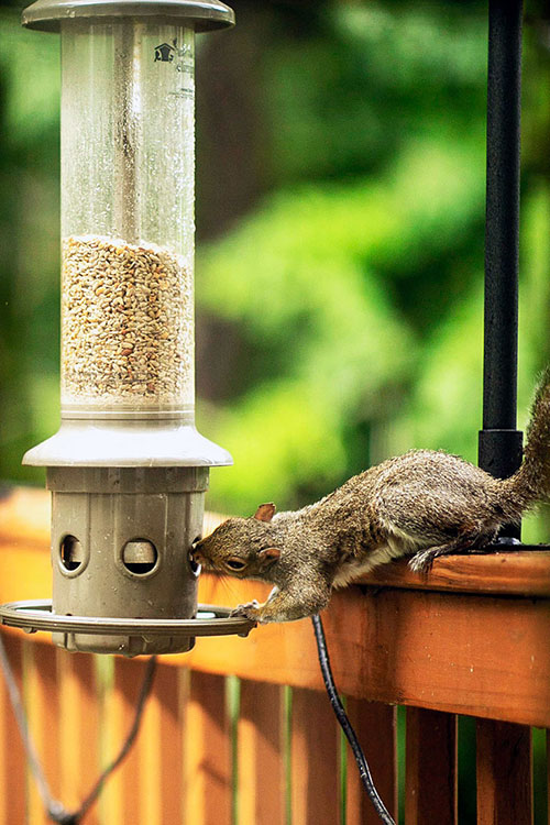 squirrel blocked by bird feeder