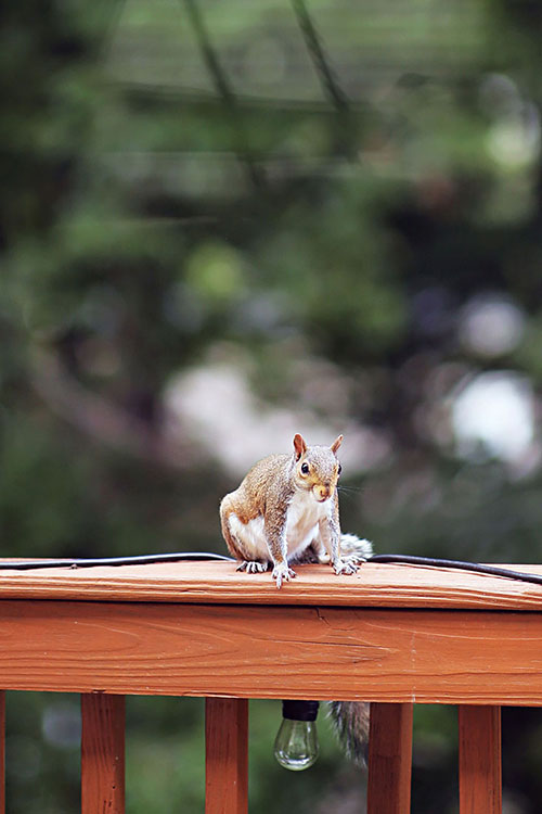 funny squirrel