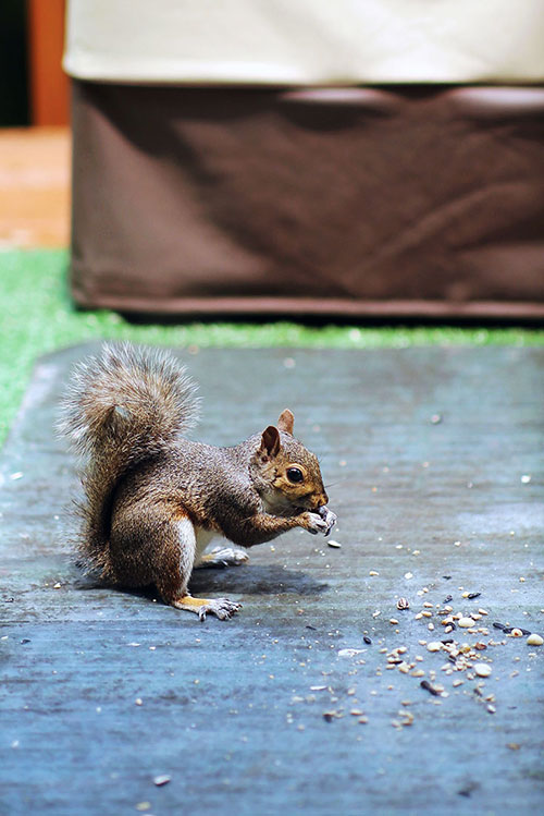 ground squirrel