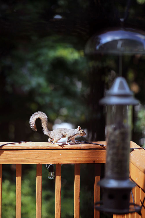 male squirrel