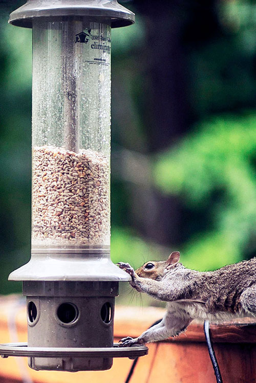 feeding squirrel