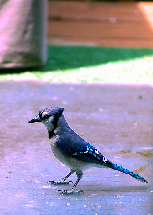 Bird Photography