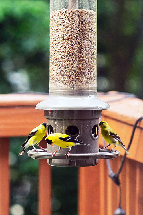 american goldfinch