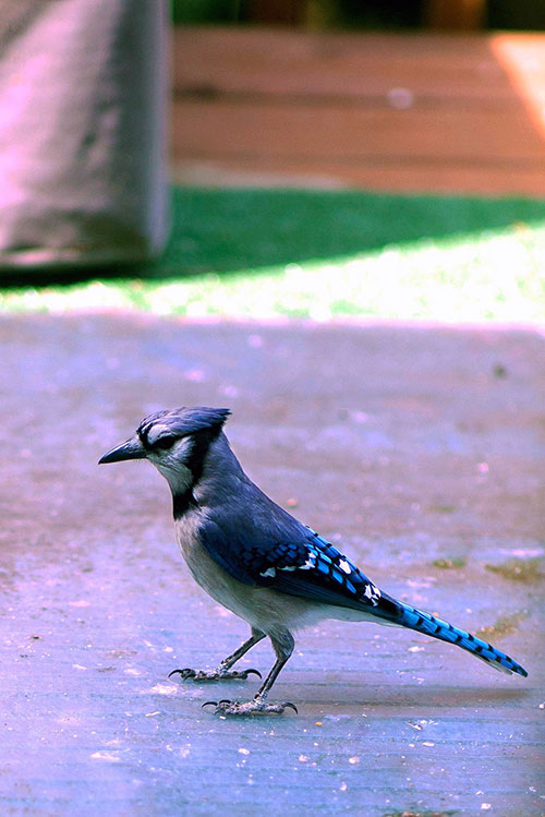 blue jay