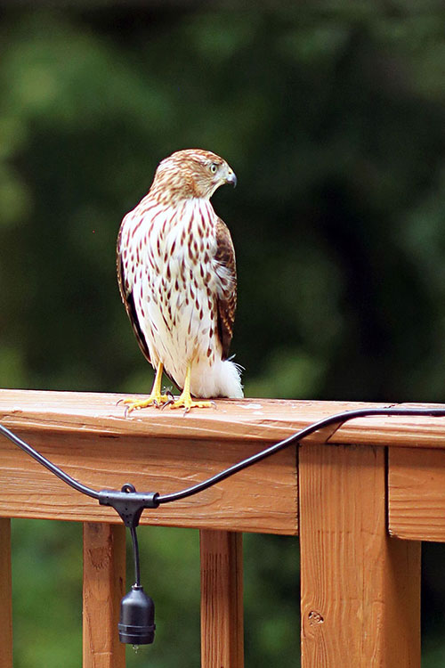 cooper's hawk bird