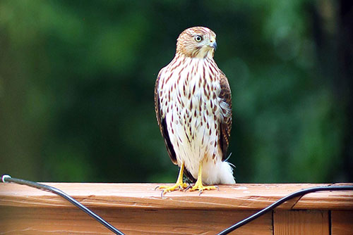 Cooper's Hawk