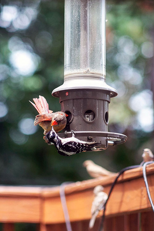 female cardinal