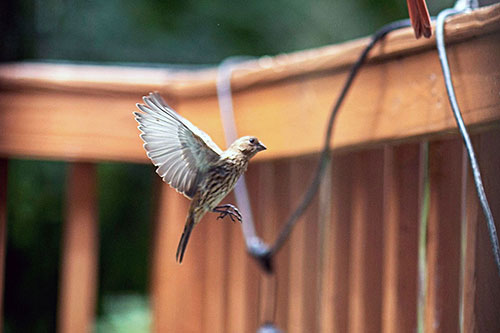 House Finch