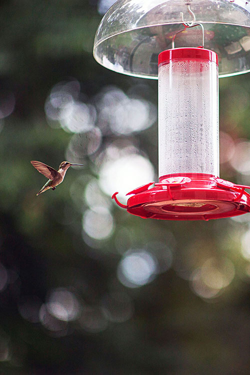 Hummingbird