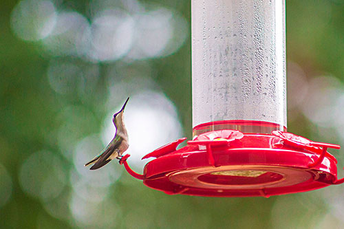 Hummingbird approaches