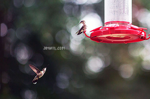 Hummingbirds