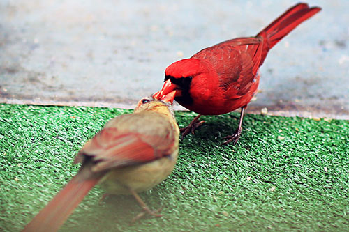 Male cardinal feeding female