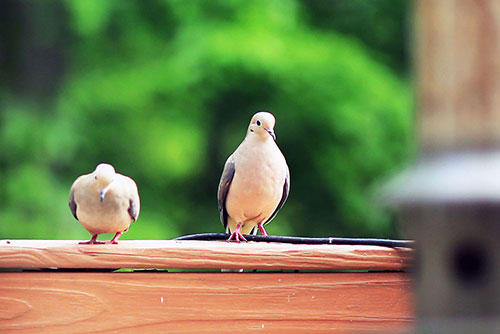 Mourning Dove portrait