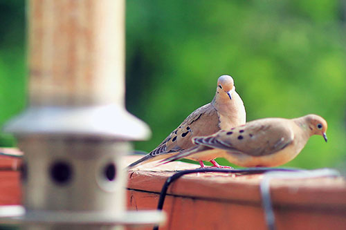 Mourning Dove Headshot