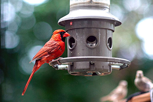 Northern Cardinal