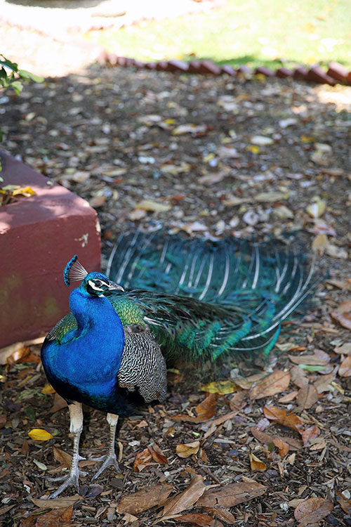 Peacock