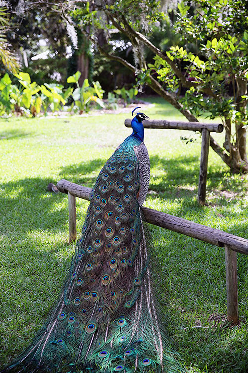 Peacock Portrait