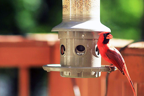 Red Cardinal