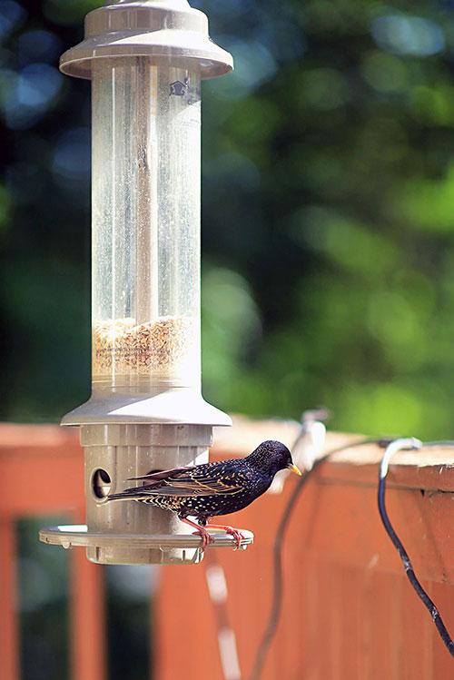 Starling Bird