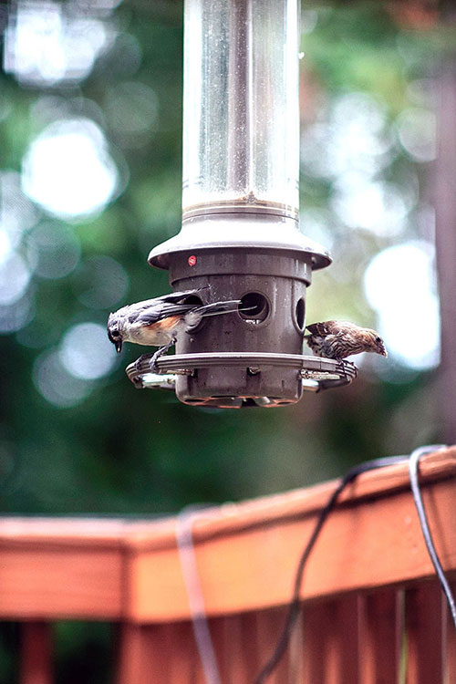 Tufted Titmouse