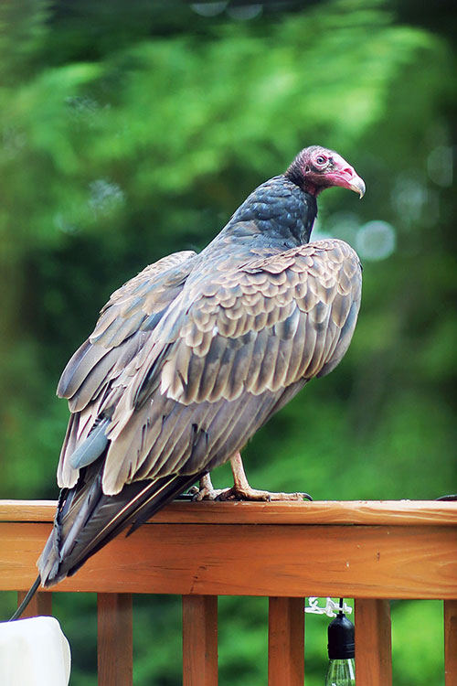 Turkey Vulture