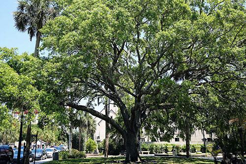 Large tree outside