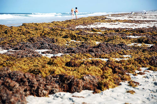 Sargassum seaweeds